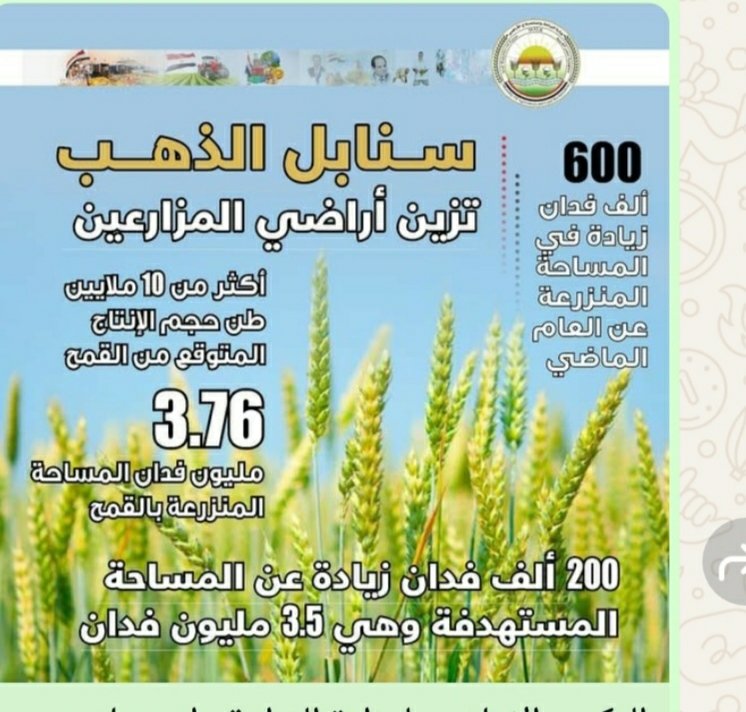الزراعة تعلن تجاوز المستهدف من المساحات المنزرعة بالقمح  الموسم الحالي: زراعة 3.76 مليون فدان بالمحصول