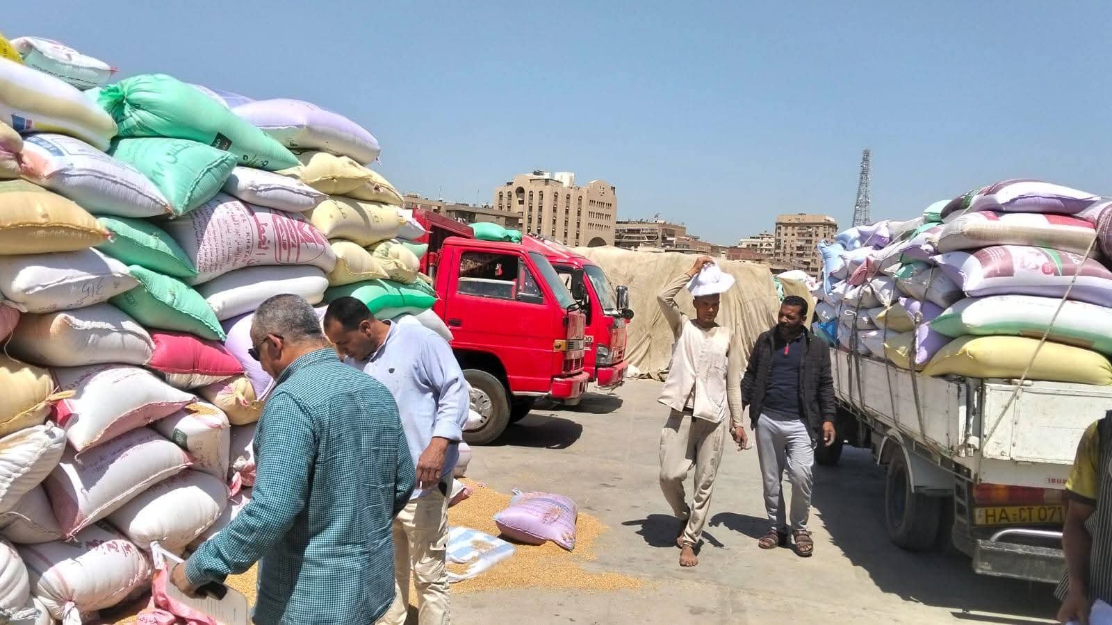“الذهب الأصفر” بالقليوبية .. توريد أكثر من ٦٠ ألف طن قمح بالقليوبية حتي الآن